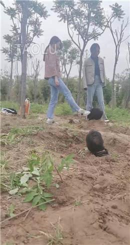 超强野外双S遛狗【上】 JS2204301