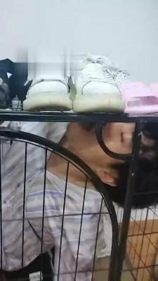 【小猫咪】关在狗笼里的废物狗【双视角】JS22090301