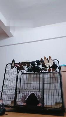 【小猫咪】关在狗笼里的废物狗【双视角】JS22090301