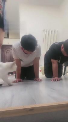 【芸熙】日常训双狗 bf12870