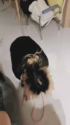 【女攻驾到】物化女奴专场 bf1105