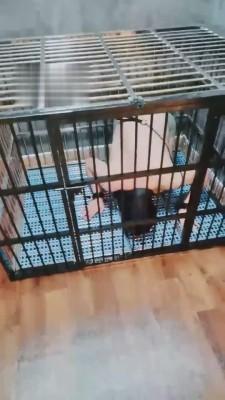 【小律】应聘私奴的贱狗 bf1215