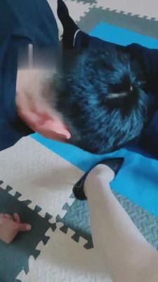 【魅影女神】竞争早餐的两狗奴 bf16289